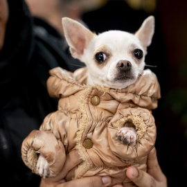 En la salud canina como en la humana, más vale prevenir que curar.