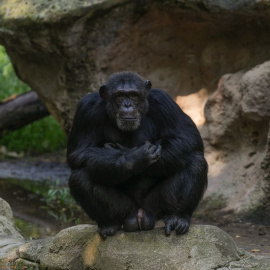 Foto de un chimpancé en el Zoo de Barcelona.