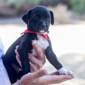 La visión de los perros no se parece a la de los seres humanos.