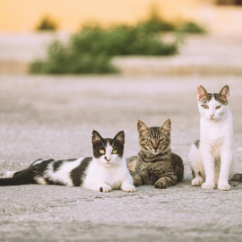 Las colonias felinas agrupan a aquellos gatos callejeros que no socializan con seres humanos.