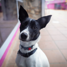Un perro en el Hospital Veterinarea en Alpedrete.