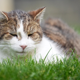 Los gatos senior tienden a dormir durante más horas al día que los ejemplares más jóvenes.