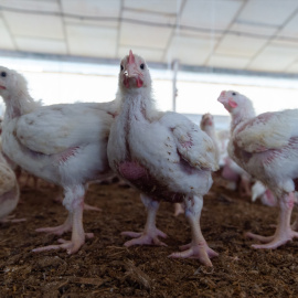 Foto de archivo de una granja de engorde de pollos en Cáceres, Extremadura.