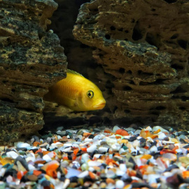 Imagen de un pez de acuario.