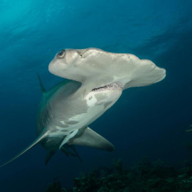 El tiburón martillo es una de las últimas especies en adquirir el carácter de protegida por la ONU.