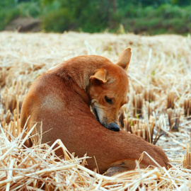 Después de cada paseo es preciso revisar la piel de nuestro perro para asegurarnos que no le ha picado ninguna garrapata.