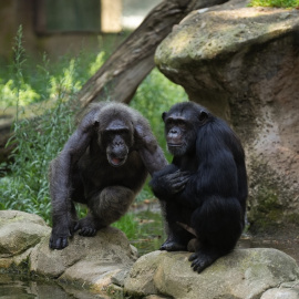 Imagen de archivo de dos chimpancés en el Zoo de Barcelona.