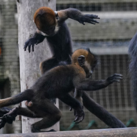 Fotografía de archivo de crías recién nacidas de primates
