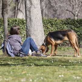Cuando llega el buen tiempo debemos extremar la precaución a la hora de pasear a nuestro perro por el peligro de las orugas procesionarias.