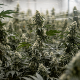 Una plantación de marihuana en Denver (Colorado, EEUU).