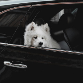 Un perro curioso se asoma por la ventanilla de un coche.