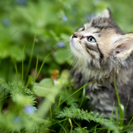 Un gato entre vegetación.