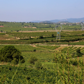 Paisatge de vinya a l'Alt Penedès, en una imatge d'arxiu. 24/06/2020
