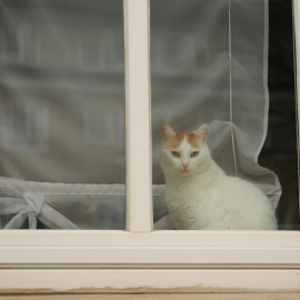 Los gatos son animales de naturaleza curiosa, aunque muchos de ellos nunca llegan a pisar la calle en libertad.