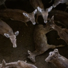 Ciervos en el matadero de Segovia.
