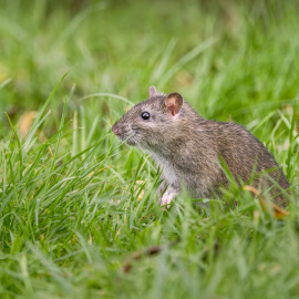 Imagen de una rata marrón en un jardín.