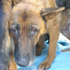 La Policía Nacional descubre un criadero de animales en Almayate (Málaga) y detiene a dos personas por maltrato animal