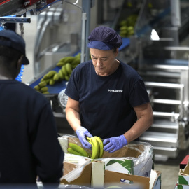 Varios trabajadores en una planta de envasado de plátano.