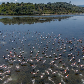 Flamencos en la lengua de Narta, Albania, donde quieren construir uno de los resorts.