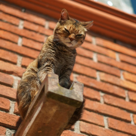 Los gatos son animales muy curiosos y aventureros, que en ocasiones corren grandes riesgos.