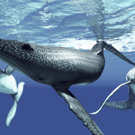Ballenas jorobadas en la superficie.