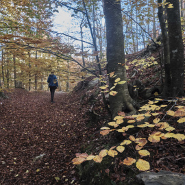Una persona passeja per un camí del Parc Natural del Montseny