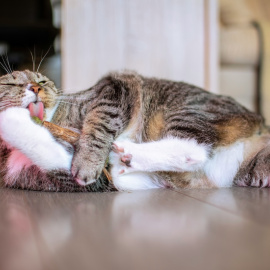 Un gato juega con un juguete compuesto de catnip.