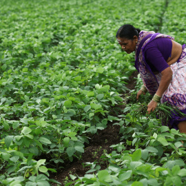 Un agricultor elimina las malas hierbas de un cultivo de soja en Nashik, India.