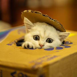Los gatos adoran jugar con una caja de cartón.