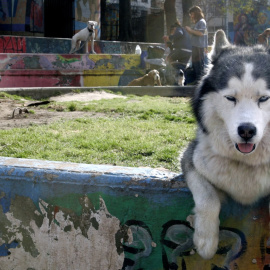 Husky