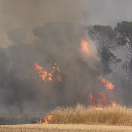 Agentes trabajando en la zona del Baix Empordà, este sábado.