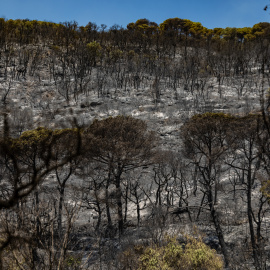 Zona cremada de l'incendi de la Bisbal  (04 de juliol del 2026)