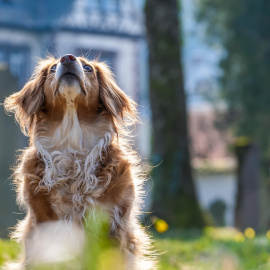 Un perro mira al cielo.