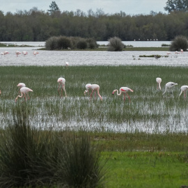 Doñana en una imagen del pasado 12 de marzo.