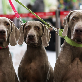 Perros de la raza Bracos de Weimar, en una imagen de archivo.