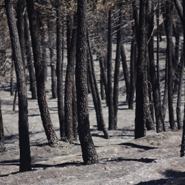 EuropaPress_7674782_superficie_forestal_quemada_incendio_forestal_19_julio_2026_muriel