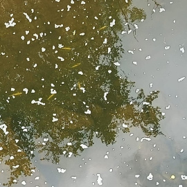 Vertido de purines en el río Pisueña, Cantabria.