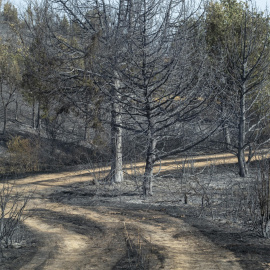 Imagen de superficie quemada en el incendio forestal en Selas (Guadalajara).