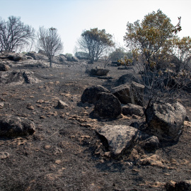 Terreno quemado por el incendio forestal entre Cebreros y El Tiemblo, Ávila.
