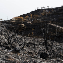 Zonas afectadas por el incendio forestal de Los Gallardos (Almería).