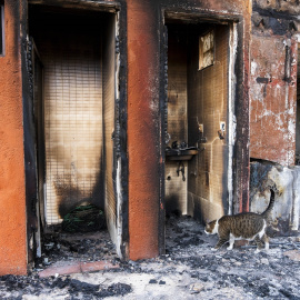 Un gato superviviente del incendio forestal de Los Gallardos (Almería).