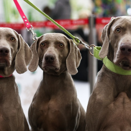 Tres perros durante un concurso en Rusia.