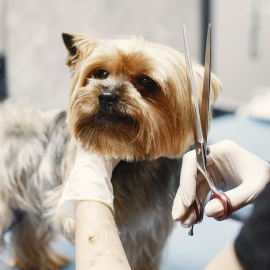 ¿Se debe cortar el pelo a los perros en verano?
