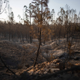 Imagen de la zona afectada por el incendio de Niebla (Huelva) este lunes 10 de agosto.