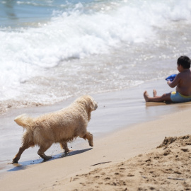 A muchos perros les encanta ir a la playa, pero deben ir a aquellos espacios en los que son bienvenidos.