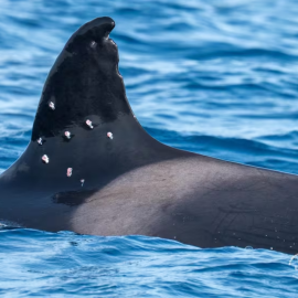 Fotografía de la aleta de la orca Toñi, dañada por posibles disparos de perdigones.