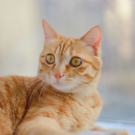 Un gato anaranjado mira con curiosidad.