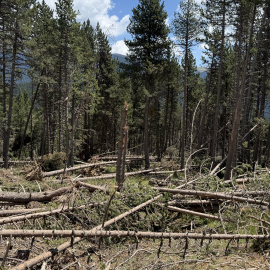 Arbres caiguts a un dels boscos de Lles de Cerdanya degut a les intenses ventades d’aquest passat hivern