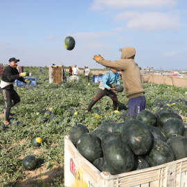 Agricultores palestinos recogen sandías durante la temporada de cosecha.