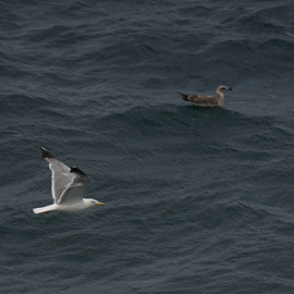 Una gaviota vuela sobre el mar, a 15 de julio de 2026, en Barcelona.